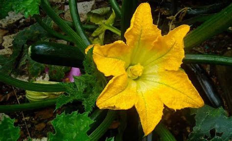 Flor De Abobora