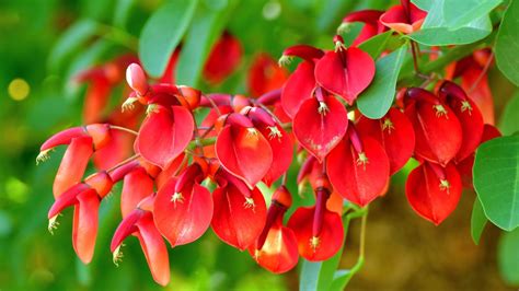 Flor De Ceibo