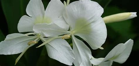 flor de cuba