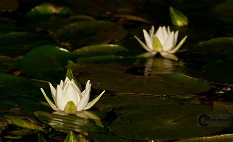 Flor De Irupe
