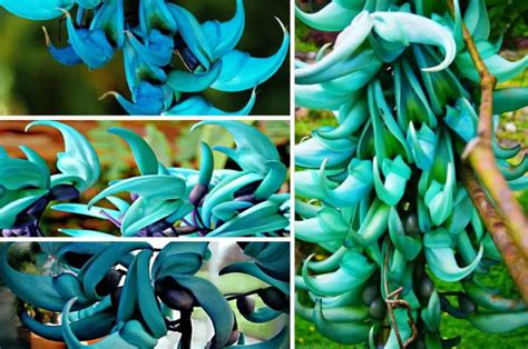 Flor De Jade