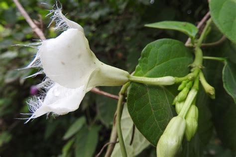 flor de loroco
