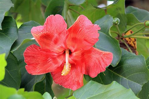 flor de maga