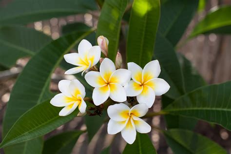 flor de mayo