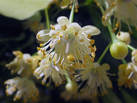 flor de tilo