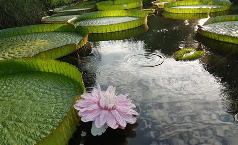 Flor Del Irupe