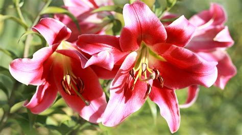 flor lirio