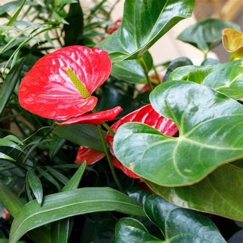 flor miami