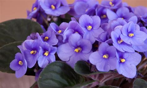 flor morada