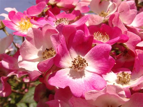 flor rosa