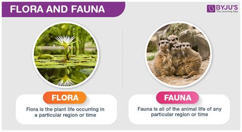 Flora And Fauna Define