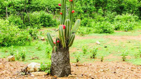 Flora Da Caatinga