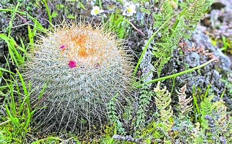 Flora De Hidalgo