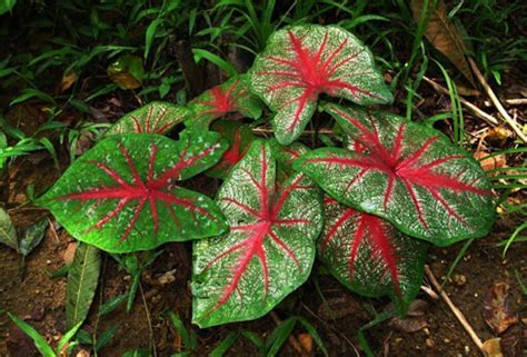 Flora De La Selva
