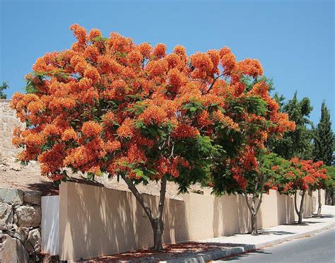 Flora De Oaxaca