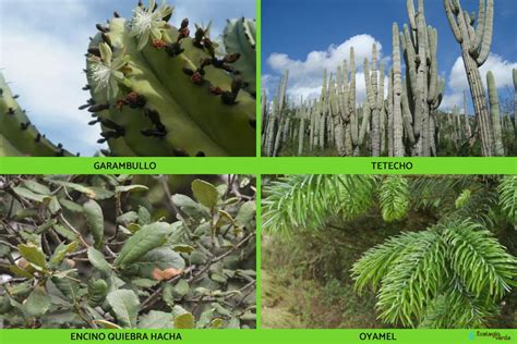 Flora De Puebla