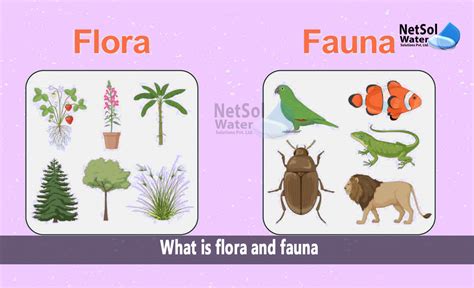 flora fauna