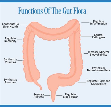 flora gut