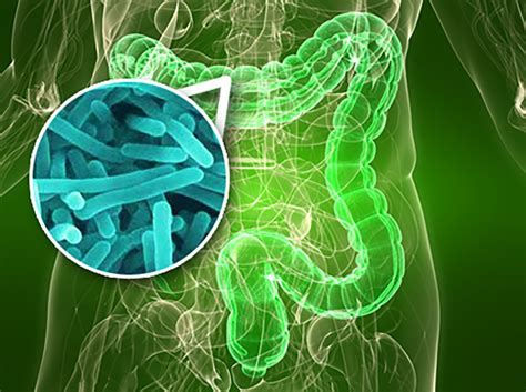 flora intestinal