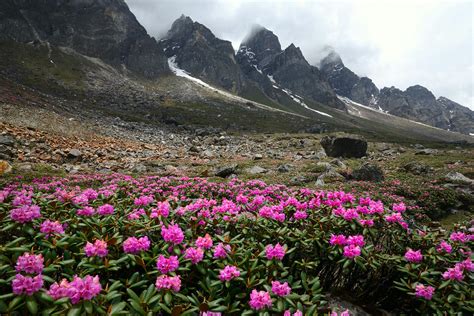 Flora Of Sikkim