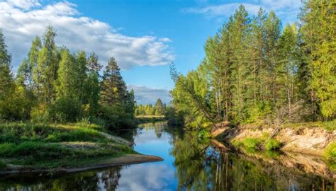 flora of taiga