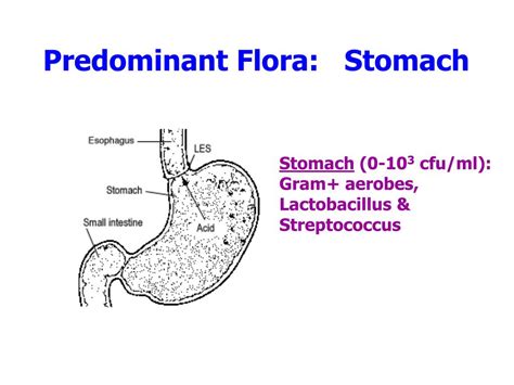 flora stomach