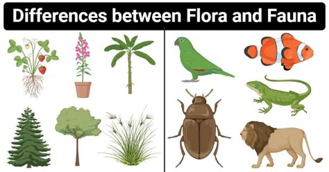 flora vs fauna