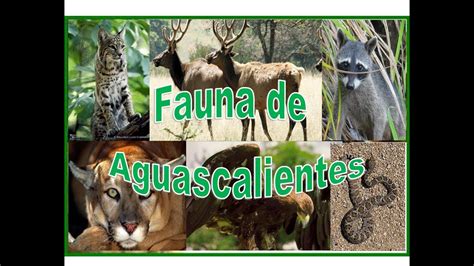 Flora Y Fauna De Aguascalientes
