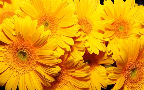 Flores Amarillas Yellow Flowers March 21 Tiktok Yellow Flowers March 21 - Yellow Flowers March 21