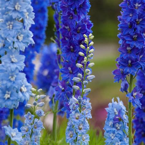 flores azules
