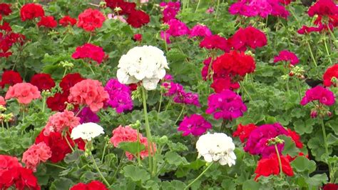 Flores De Ornato