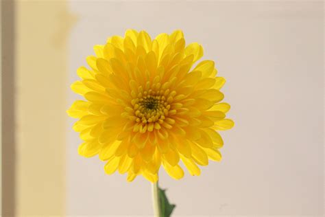 flores marga