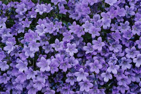 flores moradas