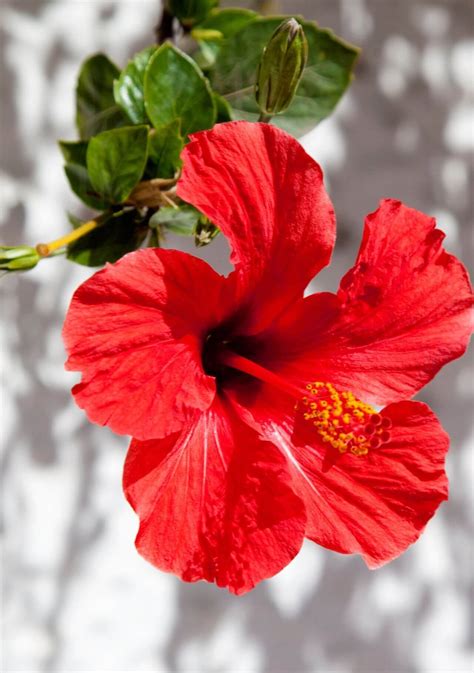 flores rojas