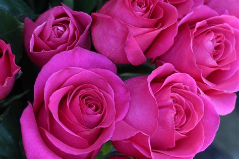 flores rosadas