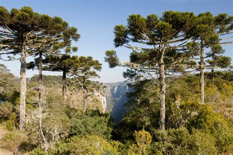 Floresta De Coníferas
