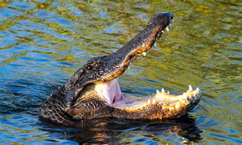 florida alligator
