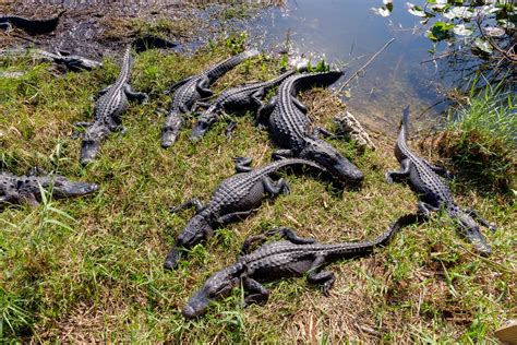 florida alligators
