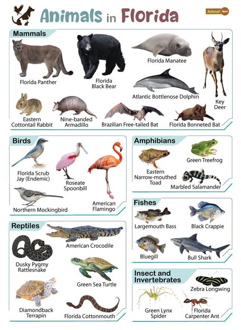 florida animals