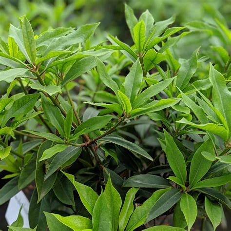 florida anise