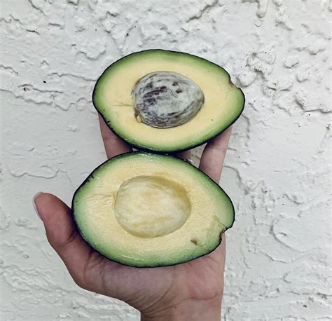 florida avocado