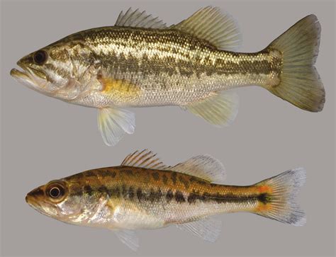 florida bass