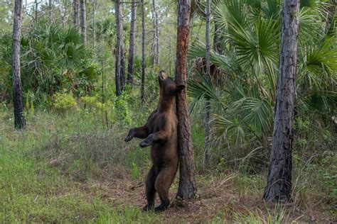 florida bear