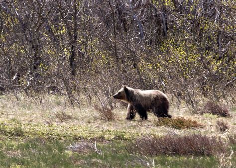 florida bear attack