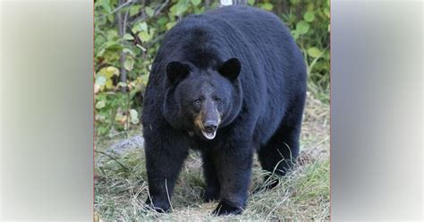 florida bears