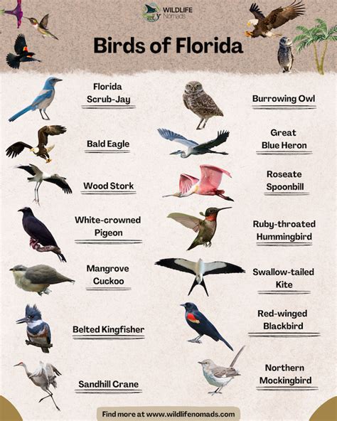 florida bird