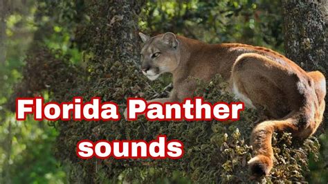 florida black panther sounds