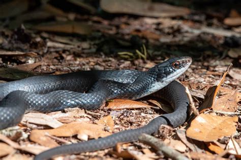 florida black snake