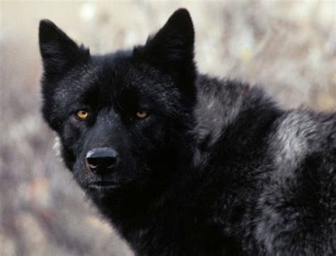 florida black wolf
