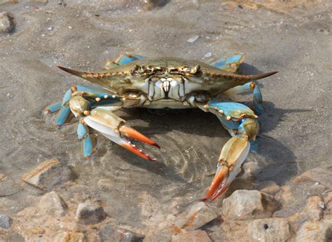 florida blue crab